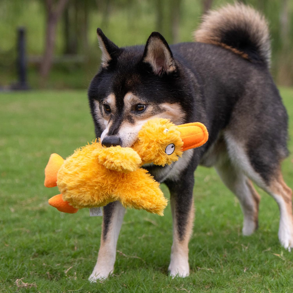 Best Pet Supplies Interactive Squeaky Dog Chew Toy, Ideal Dog Toys for Chewers, Small, Medium & Large Dogs, and Fetch Lovers - Crinkle Duck (Yellow), Large